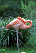 oiseaux