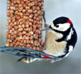 oiseaux