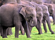 �l�phants
