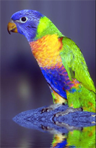 perruche