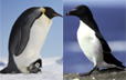 pingouin