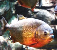 piranha