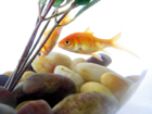 poisson