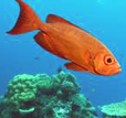 poisson