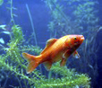 poisson rouge