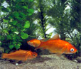 poissonrouge2
