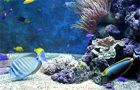 poissons