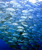 poissons
