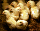 poussins