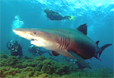 requin
