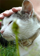 chat
