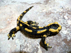 salamandre