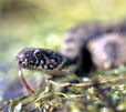serpent