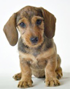 chiot