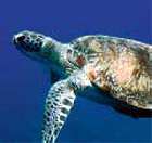 tortue