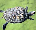 tortue