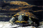 tortue