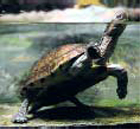 tortues