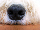 truffe