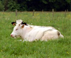 vache