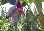 banane