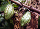 cacaoyer