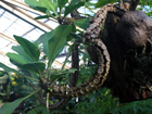 plantes � fourmis