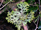 lichens