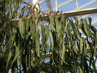 plante