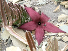 stapelia